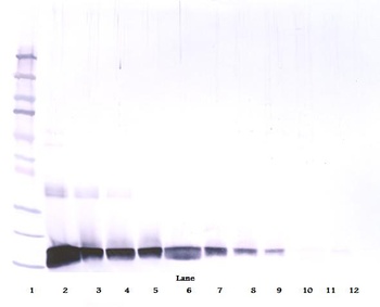 Kitlg Antibody