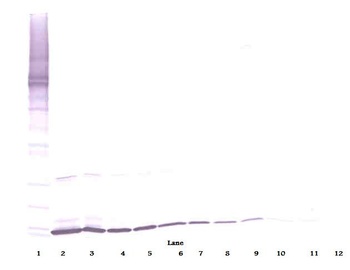 Kitlg Antibody