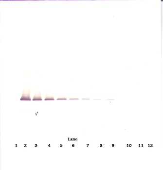 IGFBP7 Antibody