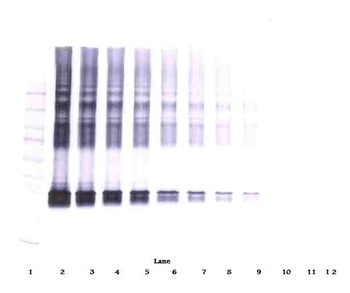 Maspin Antibody