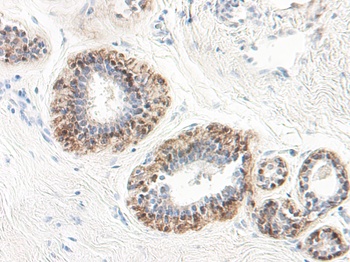 SERPINB5 Antibody