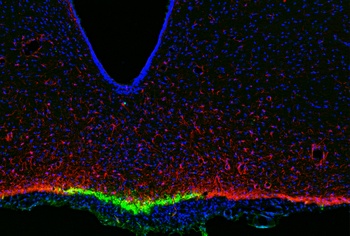Ifng Antibody