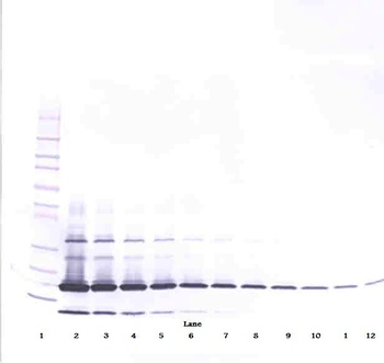 RETN Antibody