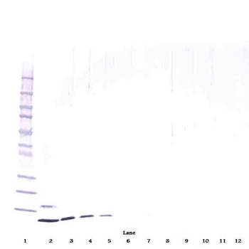 RETN Antibody