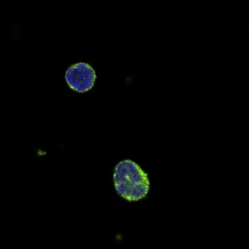 MIP-3 beta Antibody [G5_4E11.3]