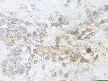 BMP7 Antibody