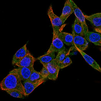 BMP4 Antibody