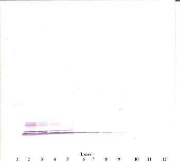 MIP-1a Antibody (biotin)