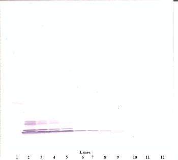 CCL3 Antibody (Biotin)