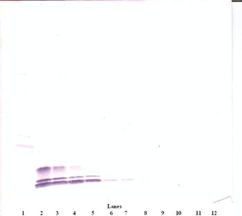 MIP-1a Antibody (biotin)