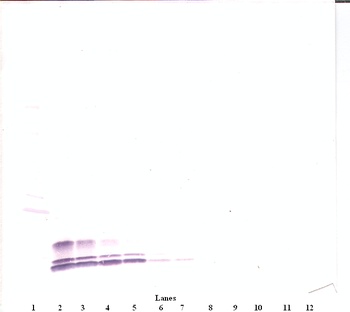 CCL3 Antibody (Biotin)