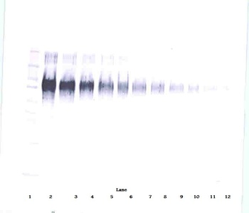 ICAM-1 Antibody