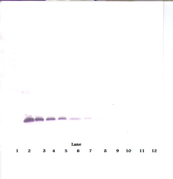 TIMP-1 Antibody