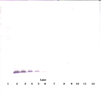TIMP-1 Antibody