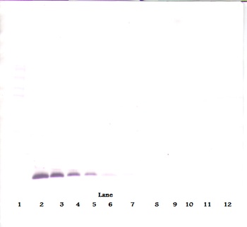 TIMP1 Antibody