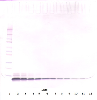 Egf Antibody