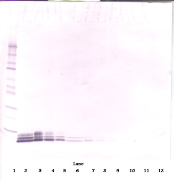 Egf Antibody