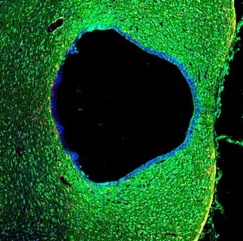 Egf Antibody