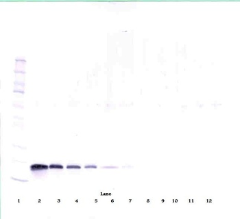Vegfa Antibody