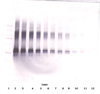 IL-2 Antibody