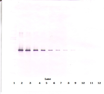 SERPINI1 Antibody