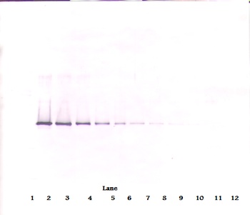 SERPINI1 Antibody