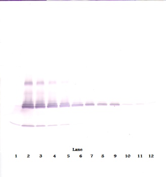 IL-17A Antibody