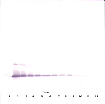 IL-17A Antibody