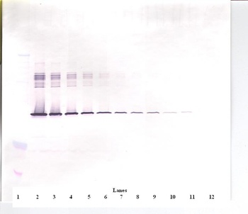 SERPINE1 Antibody (Biotin)