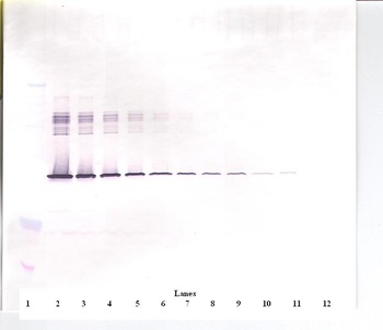 SERPINE1 Antibody