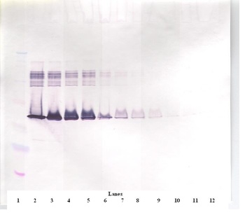 PAI-1 Antibody