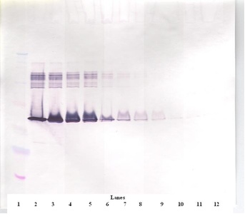 SERPINE1 Antibody