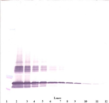 SF-20 Antibody (biotin)