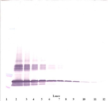 D17Wsu104e Antibody