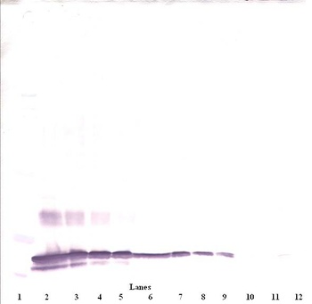 SF-20 Antibody