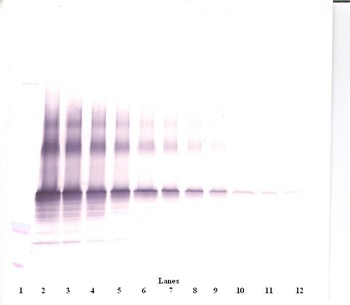 NOV Antibody