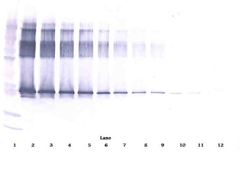 SERPINA12 Antibody (Biotin)