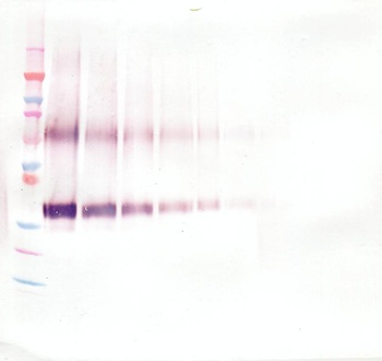 WNT1 Antibody (Biotin)