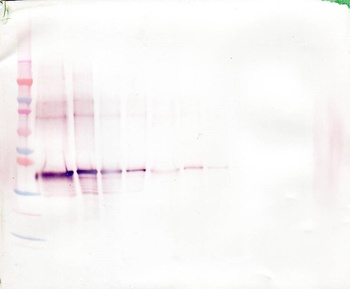 WNT1 Antibody (Biotin)