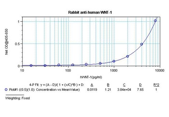 WNT1 Antibody