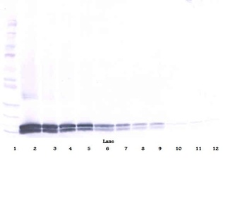 IL-17B Antibody (biotin)