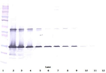 LGALS3 Antibody (Biotin)