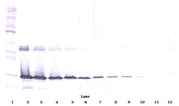 LGALS3 Antibody (Biotin)