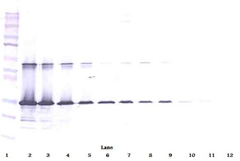 LGALS3 Antibody