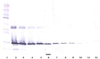 LGALS3 Antibody