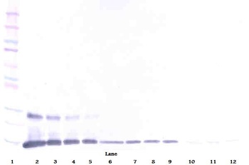 TNFSF18 Antibody (Biotin)