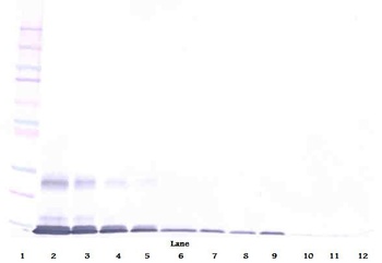 AITRL Antibody