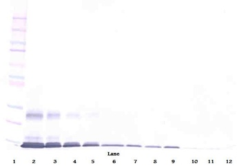 TNFSF18 Antibody