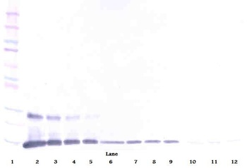 TNFSF18 Antibody