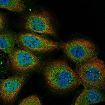 AITRL Antibody